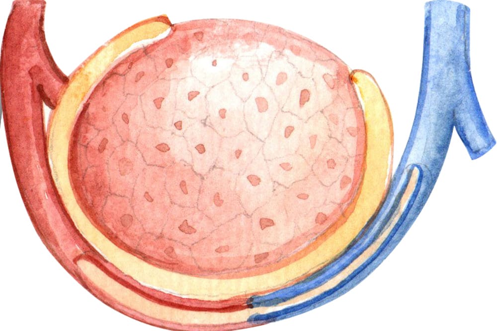 Orquiectomía radical en León de los Aldama, Gto.: Tratamiento quirúrgico especializado para la salud testicular y oncológica